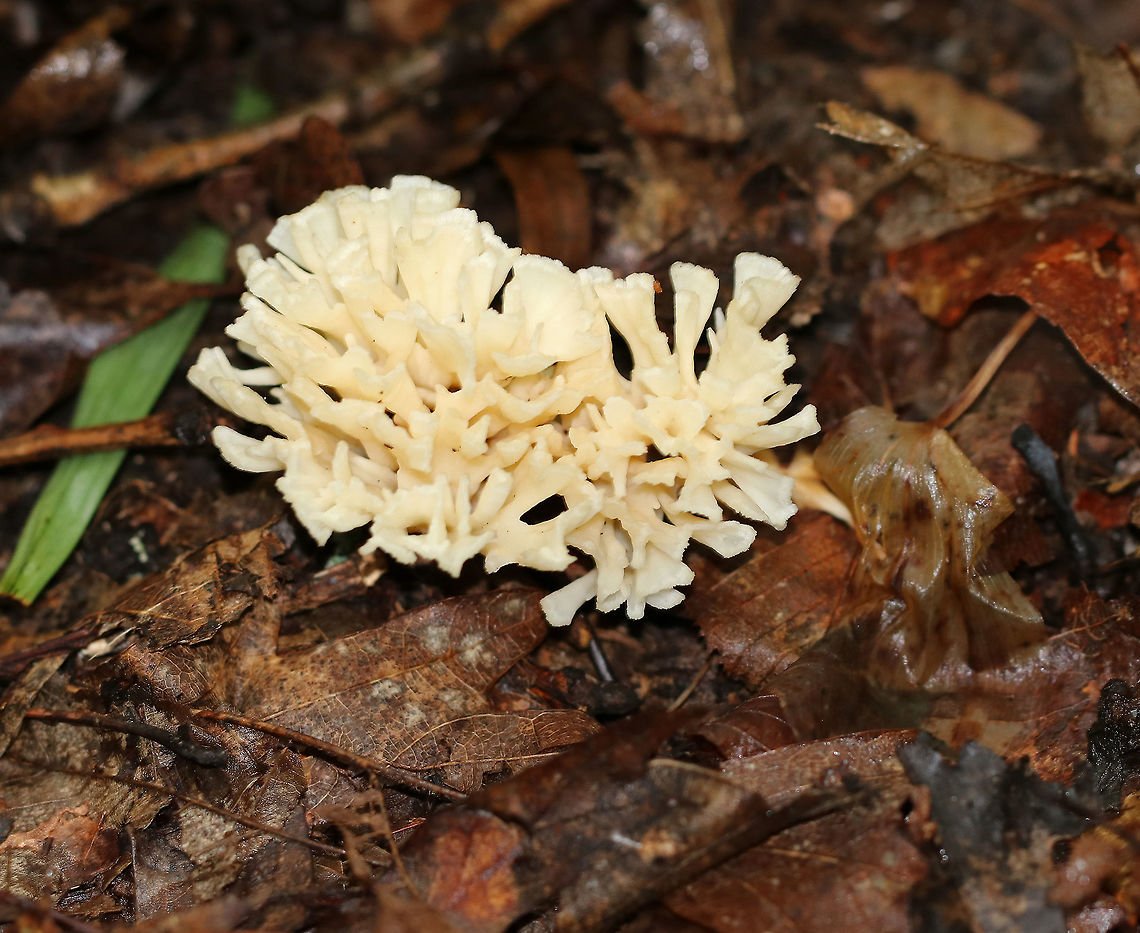 False Coral - Tremellodendron schweinitzii Fruiting body was about 7 cm tall with wide, flattened branches arising from fused bases. The branches are dry, bald, and white. <br />
<br />
 Habitat: Growing on the ground in a deciduous forest. <br />
<figure class="photo"><a href="https://www.jungledragon.com/image/65064/false_coral_-_tremellodendron_schweinitzii.html" title="False Coral - Tremellodendron schweinitzii"><img src="https://s3.amazonaws.com/media.jungledragon.com/images/3232/65064_thumb.jpg?AWSAccessKeyId=05GMT0V3GWVNE7GGM1R2&Expires=1759968010&Signature=cgdU%2BF%2FkdXpVrwEuvmEdXHlR3sk%3D" width="200" height="162" alt="False Coral - Tremellodendron schweinitzii Fruiting body was about 7 cm tall with wide, flattened branches arising from fused bases. The branches are dry, bald, and white. <br />
<br />
Habitat: Growing on the ground in a deciduous forest.<br />
https://www.jungledragon.com/image/65065/false_coral_-_tremellodendron_schweinitzii.html False Coral,Geotagged,Summer,Tremellodendron,Tremellodendron pallidum,Tremellodendron schweinitzii,United States,coral fungus,false coral,false coral fungus,fungus,mushroom" /></a></figure><br />
 False Coral,Geotagged,Summer,Tremellodendron,Tremellodendron schweinitzii,United States,coral fungus,fungi,fungus,mushroom