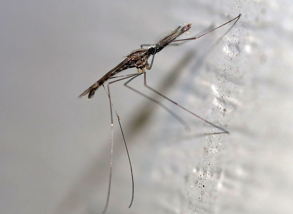 Woodland Malaria Mosquito - Anopheles punctipennis This is a male Anopheles punctipennis mosquito. You can tell that it is a male by its very fluffy antennae.  This species is easily identified by its distinctive wing pattern- the wings are mostly dark with cream-colored scales in the costal and subcostal areas. <br />
<br />
Anopheles punctipennis is a vector of endemic malarial parasites in North American white-tailed deer. They prefer mammals and birds for bloodmeals.<br />
<br />
Habitat: Attracted to a light at night in a rural area. Anopheles,Anopheles punctipennis,Geotagged,Summer,United States,male mosquito,mosquito,woodland malaria mosquito