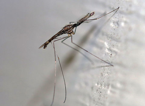 Woodland Malaria Mosquito - Anopheles punctipennis This is a male Anopheles punctipennis mosquito. You can tell that it is a male by its very fluffy antennae.  This species is easily identified by its distinctive wing pattern- the wings are mostly dark with cream-colored scales in the costal and subcostal areas. 
Anopheles punctipennis is a vector of endemic malarial parasites in North American white-tailed deer. They prefer mammals and birds for bloodmeals.
Habitat: Attracted to a light at night in a rural area. Anopheles,Anopheles punctipennis,Geotagged,Summer,United States,male mosquito,mosquito,woodland malaria mosquito
