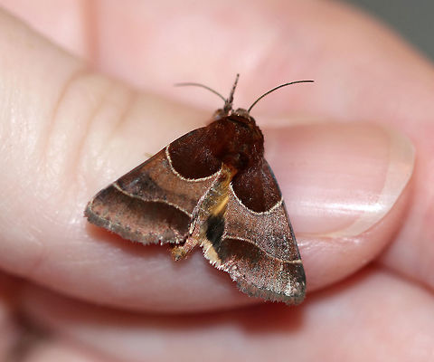 Arcigera Flower Moth - Schinia arcigera Total length: ~10 mm. Maroon brown forewings with paler pinkish gray median area and terminal line. White antemedial line is evenly curved. Hindwings are yellow with a black border with white fringe .
Habitat: Attracted to a light and to my hand in a rural area. Arcigera Flower Moth,Geotagged,Schinia arcigera,Summer,United States,moth,schinia