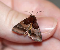 Arcigera Flower Moth - Schinia arcigera Total length: ~10 mm. Maroon brown forewings with paler pinkish gray median area and terminal line. White antemedial line is evenly curved. Hindwings are yellow with a black border with white fringe .<br />
<br />
Habitat: Attracted to a light and to my hand in a rural area. Arcigera Flower Moth,Geotagged,Schinia arcigera,Summer,United States,moth,schinia