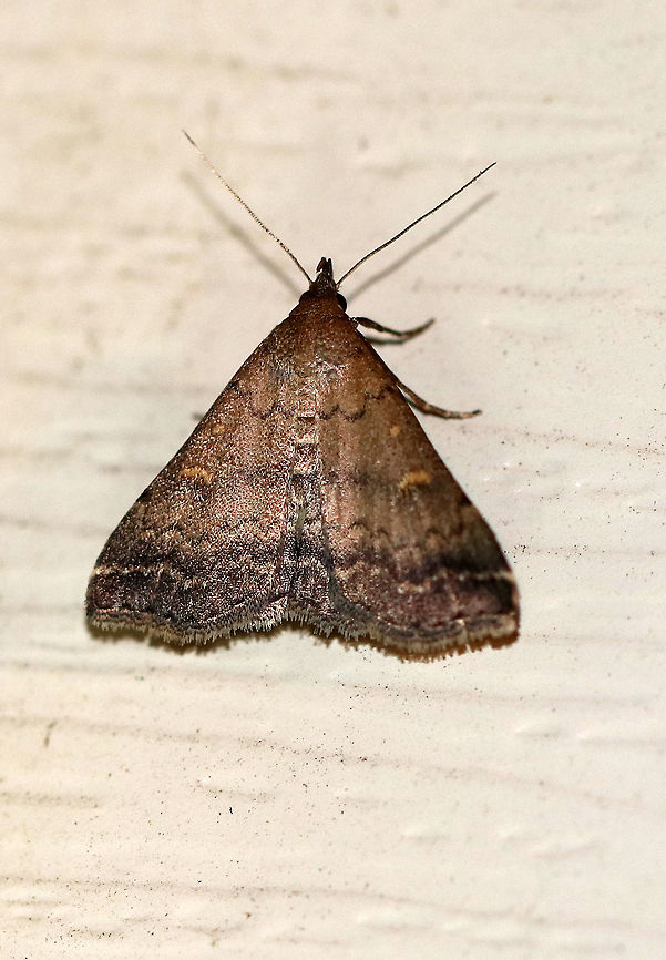Sober Renia - Renia sobrialis Total length: ~15 mm. Purplish brown forewings with jagged antemedial and postmedial lines. Incomplete blackish median band. Orbicular and reniform spots are orange. Irregular subterminal line is a row of white dots.<br />
<br />
Habitat: Attracted to a light at night in a rural area. Geotagged,Renia sobrialis,Summer,United States,litter moth,moth,renia,sober renia