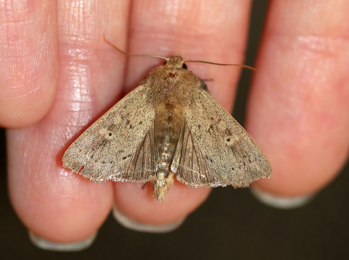 Ursula Wainscot - Leucania ursula Total length: ~18-20 mm. Gray moth speckled with dark spots. The postmedial line appears as random, zigzag dots. The pale reniform spot has a dusky dot in the inner half. The male has a large tuft of hairlike scales on its foretibia.<br />
<br />
Habitat: Attracted to a light at night in a rural area.<br />
<figure class="photo"><a href="https://www.jungledragon.com/image/65109/ursula_wainscot_-_leucania_ursula.html" title="Ursula Wainscot - Leucania ursula"><img src="https://s3.amazonaws.com/media.jungledragon.com/images/3232/65109_thumb.jpg?AWSAccessKeyId=05GMT0V3GWVNE7GGM1R2&Expires=1759968010&Signature=17HKPPLCgqOihqdryygM%2F8Km3wY%3D" width="200" height="152" alt="Ursula Wainscot - Leucania ursula Total length: ~18-20 mm. Gray moth speckled with dark spots. The postmedial line appears as random, zigzag dots. The pale reniform spot has a dusky dot in the inner half. <br />
<br />
The male has a large tuft of hairlike scales on its foretibia (shown in this photo).<br />
<br />
Habitat: Attracted to a light at night in a rural area. <br />
https://www.jungledragon.com/image/65108/ursula_wainscot_-_leucania_ursula.html<br />
Geotagged,Leucania ursula,Summer,United States,Ursula Wainscot,moth,wainscot" /></a></figure> Geotagged,Leucania ursula,Summer,United States,Ursula Wainscot,leucania,moth,wainscot