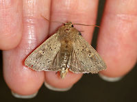 Ursula Wainscot - Leucania ursula Total length: ~18-20 mm. Gray moth speckled with dark spots. The postmedial line appears as random, zigzag dots. The pale reniform spot has a dusky dot in the inner half. The male has a large tuft of hairlike scales on its foretibia.<br />
<br />
Habitat: Attracted to a light at night in a rural area.<br />
https://www.jungledragon.com/image/65109/ursula_wainscot_-_leucania_ursula.html Geotagged,Leucania ursula,Summer,United States,Ursula Wainscot,leucania,moth,wainscot