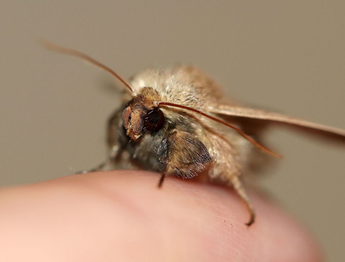 Ursula Wainscot - Leucania ursula Total length: ~18-20 mm. Gray moth speckled with dark spots. The postmedial line appears as random, zigzag dots. The pale reniform spot has a dusky dot in the inner half. <br />
<br />
The male has a large tuft of hairlike scales on its foretibia (shown in this photo).<br />
<br />
 Habitat: Attracted to a light at night in a rural area. <br />
<figure class="photo"><a href="https://www.jungledragon.com/image/65108/ursula_wainscot_-_leucania_ursula.html" title="Ursula Wainscot - Leucania ursula"><img src="https://s3.amazonaws.com/media.jungledragon.com/images/3232/65108_thumb.jpg?AWSAccessKeyId=05GMT0V3GWVNE7GGM1R2&Expires=1769040010&Signature=SMxdUixVZOU0%2BDbhhF4ilxrono4%3D" width="200" height="150" alt="Ursula Wainscot - Leucania ursula Total length: ~18-20 mm. Gray moth speckled with dark spots. The postmedial line appears as random, zigzag dots. The pale reniform spot has a dusky dot in the inner half. The male has a large tuft of hairlike scales on its foretibia.<br />
<br />
Habitat: Attracted to a light at night in a rural area.<br />
https://www.jungledragon.com/image/65109/ursula_wainscot_-_leucania_ursula.html Geotagged,Leucania ursula,Summer,United States,Ursula Wainscot,leucania,moth,wainscot" /></a></figure><br />
 Geotagged,Leucania ursula,Summer,United States,Ursula Wainscot,moth,wainscot