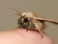 Ursula Wainscot - Leucania ursula Total length: ~18-20 mm. Gray moth speckled with dark spots. The postmedial line appears as random, zigzag dots. The pale reniform spot has a dusky dot in the inner half. <br />
<br />
The male has a large tuft of hairlike scales on its foretibia (shown in this photo).<br />
<br />
Habitat: Attracted to a light at night in a rural area. <br />
https://www.jungledragon.com/image/65108/ursula_wainscot_-_leucania_ursula.html<br />
Geotagged,Leucania ursula,Summer,United States,Ursula Wainscot,moth,wainscot