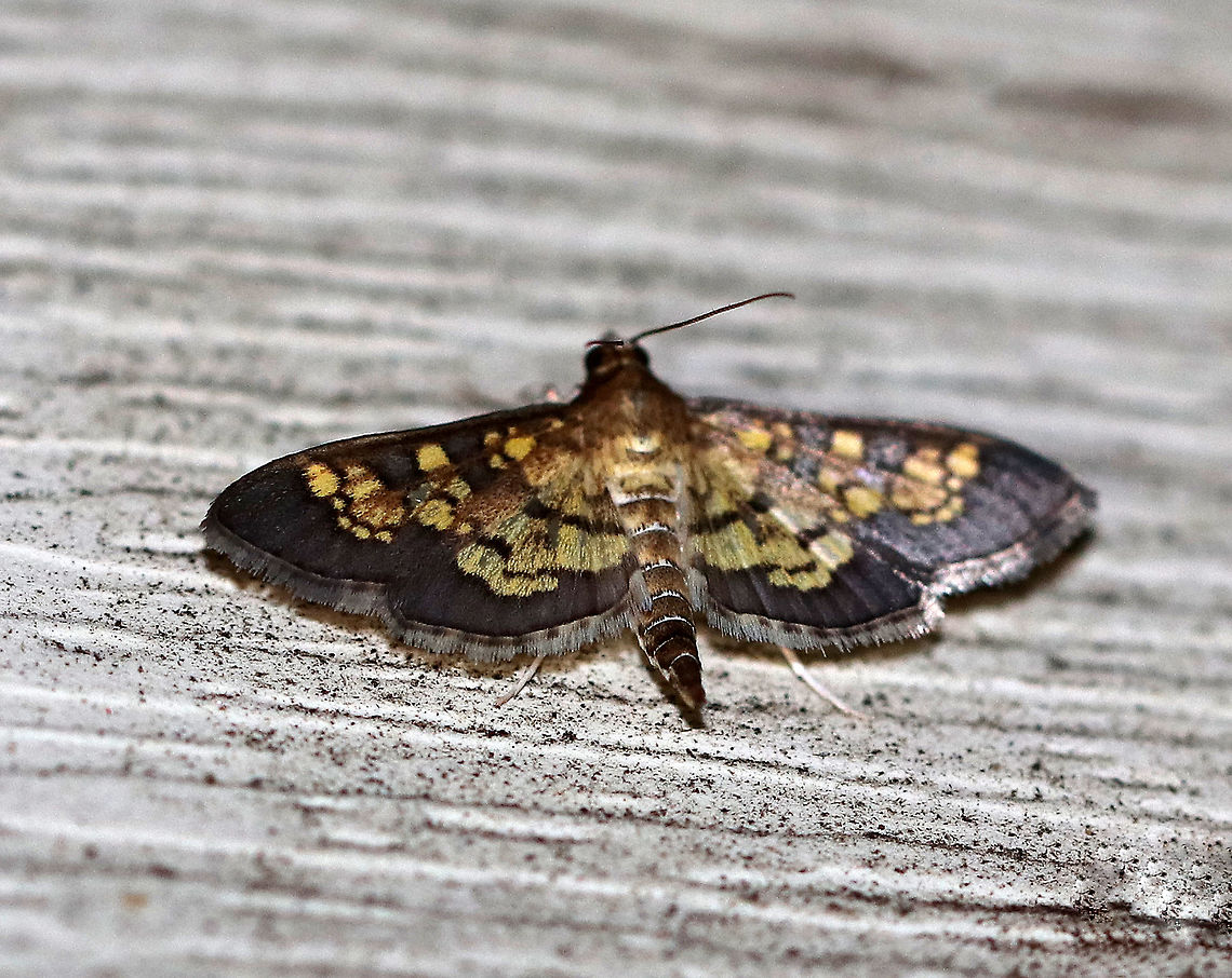 Dark Diacme - Diacme adipaloides Wingspan: ~20 mm. Forewings are dark gray-brown with irregular, pale orange bands. Hindwings are pale yellow with a wide, brown border.<br />
<br />
Habitat: Attracted to a light at night in a rural area - this moth was way up high near my roof, and I couldn't get  close enough for a picture! Diacme,Diacme adipaloides,Geotagged,Summer,United States,dark diacme,moth,pyraustine moth