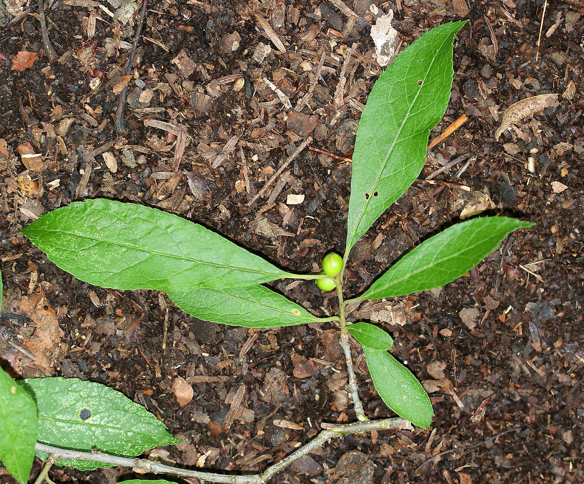 Common Winterberry - Ilex verticillata I wish I could have gotten a shot of the entire shrub, but it was too big and tall, and was growing in an awkward, tight spot in the woods.<br />
<br />
Description: It&#039;s a deciduous shrub with glossy, green leaves. The fruits are green in the summer, and then turn red in the winter and grow in drupes.<br />
<br />
The berries provide critical food for birds in winter, and the shrubs provide cover for nesting during summer.  Canada holly,Geotagged,Ilex verticillata,Michigan holly,Summer,United States,Virginian winterberry,Winterberry,black alder winterberry,brook alder,common winterberry,coralberry,deciduous holly,deciduous winterberry,false alder,fever bush,ilex,inkberry,possumhaw,swamp holly