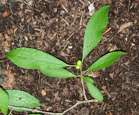 Common Winterberry - Ilex verticillata I wish I could have gotten a shot of the entire shrub, but it was too big and tall, and was growing in an awkward, tight spot in the woods.

Description: It's a deciduous shrub with glossy, green leaves. The fruits are green in the summer, and then turn red in the winter and grow in drupes.

The berries provide critical food for birds in winter, and the shrubs provide cover for nesting during summer.  Canada holly,Geotagged,Ilex verticillata,Michigan holly,Summer,United States,Virginian winterberry,Winterberry,black alder winterberry,brook alder,common winterberry,coralberry,deciduous holly,deciduous winterberry,false alder,fever bush,ilex,inkberry,possumhaw,swamp holly