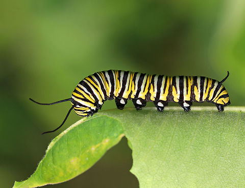 Monarch Caterpillar - Danaus plexippus Monarch larva with a complex banding pattern of white, yellow, and black stripes. The white dots on the prolegs, in addition to the large size of this caterpillar (6 cm) indicate that this is probably a 5th instar larva. 

Habitat: Milkweed that was growing beside a pond.
 Danaus plexippus,Geotagged,Monarch Caterpillar,Monarch butterfly,Summer,United States,caterpillar,danaus,larva,monarch,monarch larva
