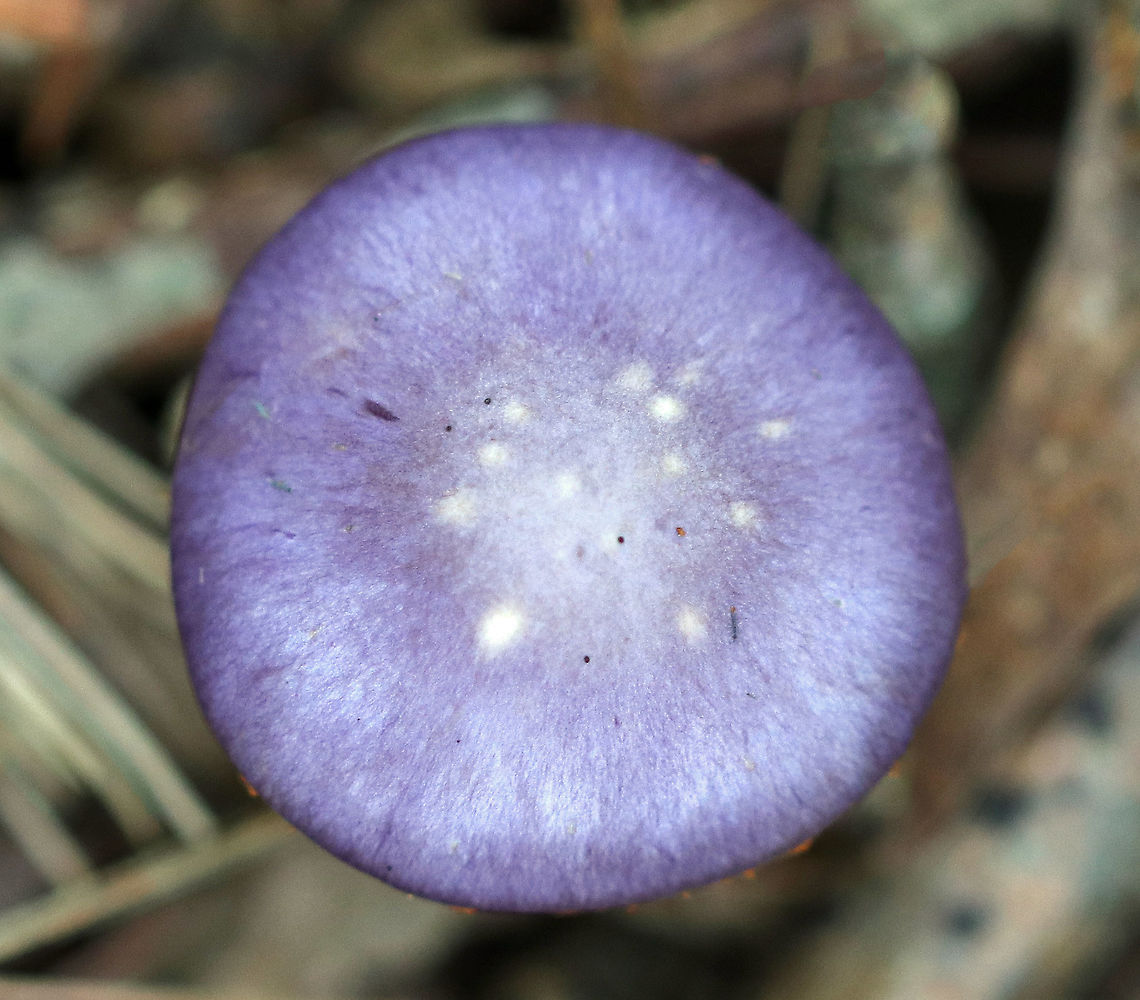 Spotted Cort - Cortinarius iodes Purple, broadly convex cap with white spots near the center. The gills were attached to the stem, nearly distant, pale purple, and had cinnamon cortina remnants. Short gills were frequent. Stipe was silvery lilac, silvery lilac, it had a rusty ring zone, and white basal mycelium.<br />
<br />
Habitat: Growing on the ground at the base of an oak tree in a mixed forest.<br />
<figure class="photo"><a href="https://www.jungledragon.com/image/65115/spotted_cort_-_cortinarius_iodes.html" title="Spotted Cort - Cortinarius iodes"><img src="https://s3.amazonaws.com/media.jungledragon.com/images/3232/65115_thumb.jpg?AWSAccessKeyId=05GMT0V3GWVNE7GGM1R2&Expires=1767225610&Signature=io81JsVlfk%2BOvjAHNthAsn30fxg%3D" width="200" height="150" alt="Spotted Cort - Cortinarius iodes Purple, broadly convex cap with white spots near the center. The gills were attached to the stem, nearly distant, pale purple, and had cinnamon cortina remnants. Short gills were frequent. Stipe was silvery lilac, silvery lilac, it had a rusty ring zone, and white basal mycelium.<br />
<br />
 Habitat: Growing on the ground at the base of an oak tree in a mixed forest. <br />
https://www.jungledragon.com/image/65113/spotted_cort_-_cortinarius_iodes.html<br />
https://www.jungledragon.com/image/65114/spotted_cort_-_cortinarius_iodes.html<br />
 Cortinarius iodes,Geotagged,Spotted cort,Summer,United States,cort,cortinarius,fungus,mushroom,purple,purple mushroom" /></a></figure><br />
<figure class="photo"><a href="https://www.jungledragon.com/image/65114/spotted_cort_-_cortinarius_iodes.html" title="Spotted Cort - Cortinarius iodes"><img src="https://s3.amazonaws.com/media.jungledragon.com/images/3232/65114_thumb.jpg?AWSAccessKeyId=05GMT0V3GWVNE7GGM1R2&Expires=1767225610&Signature=x8J12YdE33iuoxzuRuz81uKDMB4%3D" width="114" height="152" alt="Spotted Cort - Cortinarius iodes Purple, broadly convex cap with white spots near the center. The gills were attached to the stem, nearly distant, pale purple, and had cinnamon cortina remnants. Short gills were frequent. Stipe was silvery lilac, it had a rusty ring zone, and white basal mycelium.<br />
<br />
 Habitat: Growing on the ground at the base of an oak tree in a mixed forest. <br />
https://www.jungledragon.com/image/65113/spotted_cort_-_cortinarius_iodes.html<br />
https://www.jungledragon.com/image/65115/spotted_cort_-_cortinarius_iodes.html<br />
 Cortinarius iodes,Geotagged,Spotted cort,Summer,United States,cort,cortinarius,fungus,mushroom,purple mushroom" /></a></figure> Cortinarius iodes,Geotagged,Spotted cort,Summer,United States,cort,cortinarius,fungus,purple,purple mushroom