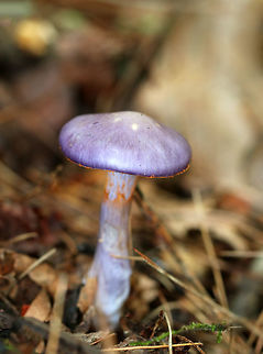 Spotted Cort - Cortinarius iodes Purple, broadly convex cap with white spots near the center. The gills were attached to the stem, nearly distant, pale purple, and had cinnamon cortina remnants. Short gills were frequent. Stipe was silvery lilac, it had a rusty ring zone, and white basal mycelium.

 Habitat: Growing on the ground at the base of an oak tree in a mixed forest. 
https://www.jungledragon.com/image/65113/spotted_cort_-_cortinarius_iodes.html
https://www.jungledragon.com/image/65115/spotted_cort_-_cortinarius_iodes.html
 Cortinarius iodes,Geotagged,Spotted cort,Summer,United States,cort,cortinarius,fungus,mushroom,purple mushroom