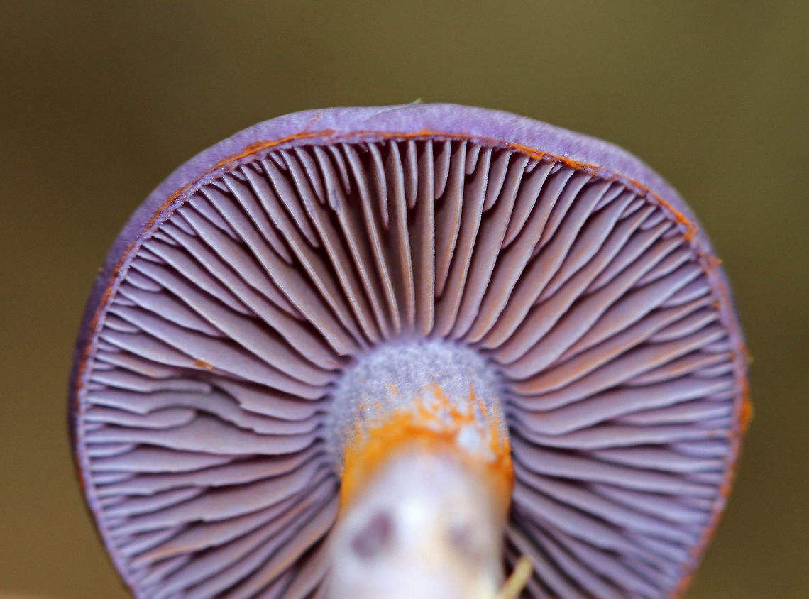 Spotted Cort - Cortinarius iodes Purple, broadly convex cap with white spots near the center. The gills were attached to the stem, nearly distant, pale purple, and had cinnamon cortina remnants. Short gills were frequent. Stipe was silvery lilac, silvery lilac, it had a rusty ring zone, and white basal mycelium.<br />
<br />
 Habitat: Growing on the ground at the base of an oak tree in a mixed forest. <br />
<figure class="photo"><a href="https://www.jungledragon.com/image/65113/spotted_cort_-_cortinarius_iodes.html" title="Spotted Cort - Cortinarius iodes"><img src="https://s3.amazonaws.com/media.jungledragon.com/images/3232/65113_thumb.jpg?AWSAccessKeyId=05GMT0V3GWVNE7GGM1R2&Expires=1759968010&Signature=kXazUCcU9JCY7O5vfc1J8ukj5lM%3D" width="200" height="176" alt="Spotted Cort - Cortinarius iodes Purple, broadly convex cap with white spots near the center. The gills were attached to the stem, nearly distant, pale purple, and had cinnamon cortina remnants. Short gills were frequent. Stipe was silvery lilac, silvery lilac, it had a rusty ring zone, and white basal mycelium.<br />
<br />
Habitat: Growing on the ground at the base of an oak tree in a mixed forest.<br />
https://www.jungledragon.com/image/65115/spotted_cort_-_cortinarius_iodes.html<br />
https://www.jungledragon.com/image/65114/spotted_cort_-_cortinarius_iodes.html Cortinarius iodes,Geotagged,Spotted cort,Summer,United States,cort,cortinarius,fungus,purple,purple mushroom" /></a></figure><br />
<figure class="photo"><a href="https://www.jungledragon.com/image/65114/spotted_cort_-_cortinarius_iodes.html" title="Spotted Cort - Cortinarius iodes"><img src="https://s3.amazonaws.com/media.jungledragon.com/images/3232/65114_thumb.jpg?AWSAccessKeyId=05GMT0V3GWVNE7GGM1R2&Expires=1759968010&Signature=RFcCh1of4XKOwXV9NV7WrrShXlo%3D" width="114" height="152" alt="Spotted Cort - Cortinarius iodes Purple, broadly convex cap with white spots near the center. The gills were attached to the stem, nearly distant, pale purple, and had cinnamon cortina remnants. Short gills were frequent. Stipe was silvery lilac, it had a rusty ring zone, and white basal mycelium.<br />
<br />
 Habitat: Growing on the ground at the base of an oak tree in a mixed forest. <br />
https://www.jungledragon.com/image/65113/spotted_cort_-_cortinarius_iodes.html<br />
https://www.jungledragon.com/image/65115/spotted_cort_-_cortinarius_iodes.html<br />
 Cortinarius iodes,Geotagged,Spotted cort,Summer,United States,cort,cortinarius,fungus,mushroom,purple mushroom" /></a></figure><br />
 Cortinarius iodes,Geotagged,Spotted cort,Summer,United States,cort,cortinarius,fungus,mushroom,purple,purple mushroom