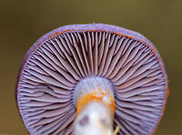 Spotted Cort - Cortinarius iodes Purple, broadly convex cap with white spots near the center. The gills were attached to the stem, nearly distant, pale purple, and had cinnamon cortina remnants. Short gills were frequent. Stipe was silvery lilac, silvery lilac, it had a rusty ring zone, and white basal mycelium.<br />
<br />
 Habitat: Growing on the ground at the base of an oak tree in a mixed forest. <br />
https://www.jungledragon.com/image/65113/spotted_cort_-_cortinarius_iodes.html<br />
https://www.jungledragon.com/image/65114/spotted_cort_-_cortinarius_iodes.html<br />
 Cortinarius iodes,Geotagged,Spotted cort,Summer,United States,cort,cortinarius,fungus,mushroom,purple,purple mushroom