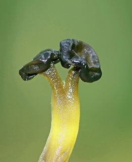 Chicken Lips - Leotia viscosa The cap was olive-brown, convoluted, and very slimy. The stipe was yellow, gelatinous, and had little green dots near the apex.

Habitat: Growing on the ground under mostly conifers (pine, hemlock, and some oak) Geotagged,Leotia viscosa,Summer,United States,chicken lips,fungus,leotia,mushroom