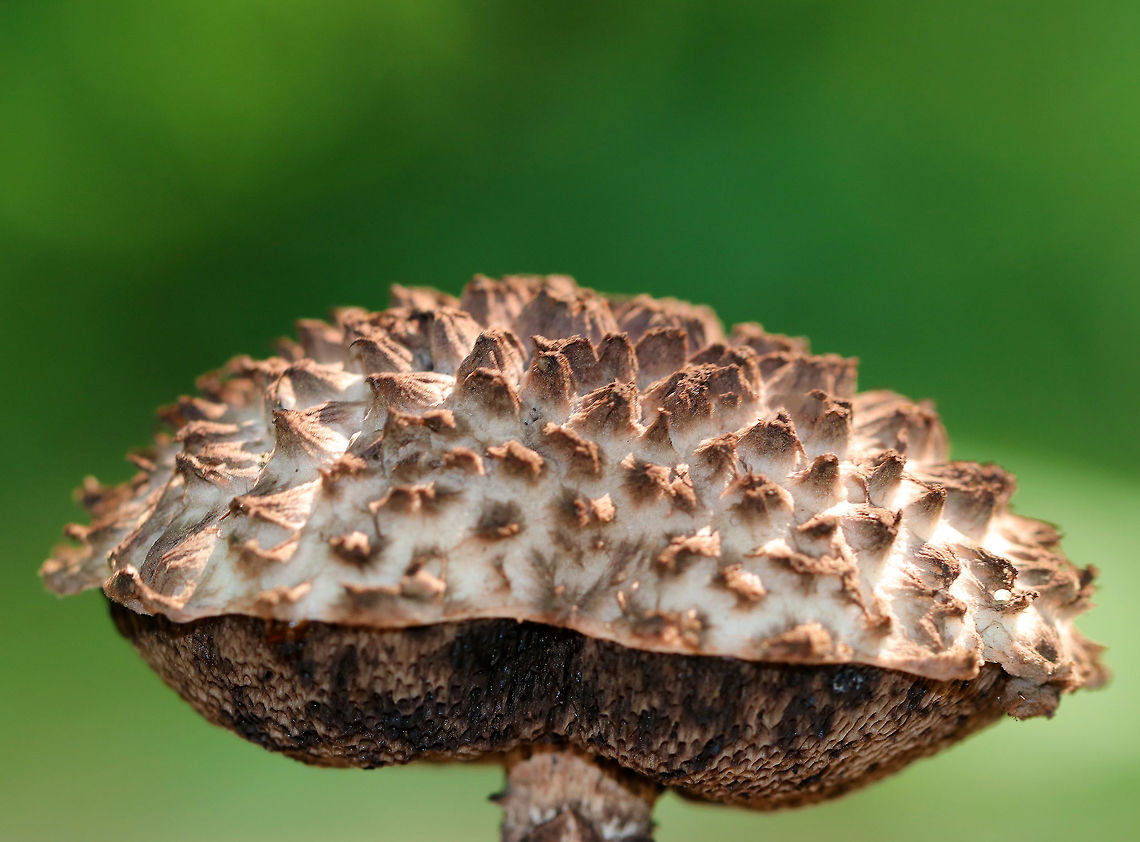 Old Man of the Woods - Strobilomyces sp. This mushroom had tall, erect, brownish pink scales on the cap. The pores were spongy and brown. Stipe was shaggy brown/white.  <br />
<br />
Habitat: Growing under oak (Quercus sp.) in a mixed, disturbed forest.<br />
<figure class="photo"><a href="https://www.jungledragon.com/image/65118/old_man_of_the_woods_-_strobilomyces_sp.html" title="Old Man of the Woods - Strobilomyces sp."><img src="https://s3.amazonaws.com/media.jungledragon.com/images/3232/65118_thumb.jpg?AWSAccessKeyId=05GMT0V3GWVNE7GGM1R2&Expires=1759968010&Signature=VwUVagICVHK69Gwj1eT2QoOhOxM%3D" width="200" height="160" alt="Old Man of the Woods - Strobilomyces sp. This mushroom had tall, erect, brownish pink scales on the cap. The pores were spongy and brown. Stipe was shaggy brown/white. <br />
<br />
 Habitat: Growing under oak (Quercus sp.) in a mixed, disturbed forest. <br />
https://www.jungledragon.com/image/65117/old_man_of_the_woods_-_strobilomyces_sp.html<br />
 Geotagged,Old Man of the Woods,Strobilomyces,Summer,United States,fungus,mushroom" /></a></figure> Geotagged,Old Man of the Woods,Strobilomyces,Summer,United States,fungus,mushroom