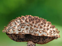 Old Man of the Woods - Strobilomyces sp. This mushroom had tall, erect, brownish pink scales on the cap. The pores were spongy and brown. Stipe was shaggy brown/white.  <br />
<br />
Habitat: Growing under oak (Quercus sp.) in a mixed, disturbed forest.<br />
https://www.jungledragon.com/image/65118/old_man_of_the_woods_-_strobilomyces_sp.html Geotagged,Old Man of the Woods,Strobilomyces,Summer,United States,fungus,mushroom