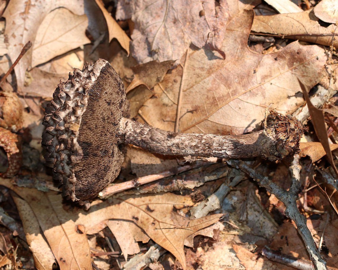 Old Man of the Woods - Strobilomyces sp. This mushroom had tall, erect, brownish pink scales on the cap. The pores were spongy and brown. Stipe was shaggy brown/white. <br />
<br />
 Habitat: Growing under oak (Quercus sp.) in a mixed, disturbed forest. <br />
<figure class="photo"><a href="https://www.jungledragon.com/image/65117/old_man_of_the_woods_-_strobilomyces_sp.html" title="Old Man of the Woods - Strobilomyces sp."><img src="https://s3.amazonaws.com/media.jungledragon.com/images/3232/65117_thumb.jpg?AWSAccessKeyId=05GMT0V3GWVNE7GGM1R2&Expires=1769040010&Signature=qYGfJmmK4UhupyWRPcssbztmhgw%3D" width="200" height="148" alt="Old Man of the Woods - Strobilomyces sp. This mushroom had tall, erect, brownish pink scales on the cap. The pores were spongy and brown. Stipe was shaggy brown/white.  <br />
<br />
Habitat: Growing under oak (Quercus sp.) in a mixed, disturbed forest.<br />
https://www.jungledragon.com/image/65118/old_man_of_the_woods_-_strobilomyces_sp.html Geotagged,Old Man of the Woods,Strobilomyces,Summer,United States,fungus,mushroom" /></a></figure><br />
 Geotagged,Old Man of the Woods,Strobilomyces,Summer,United States,fungus,mushroom