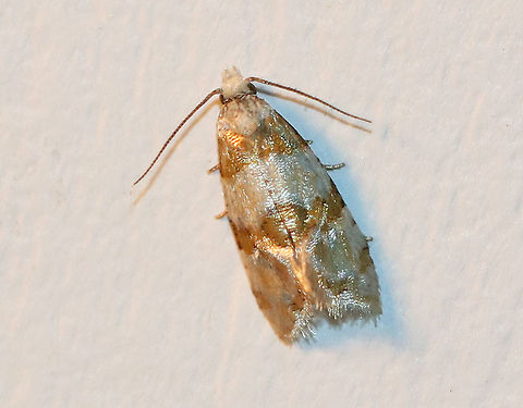 Pine Tube Moth - Argyrotaenia pinatubana Total length: 8-9 mm. The forewings have shiny, golden- orange bands separated by two off-white bands.
Habitat: Attracted to a light at night in a rural area. Argyrotaenia pinatubana,Geotagged,Pine Tube Moth,Summer,United States,leafroller,moth