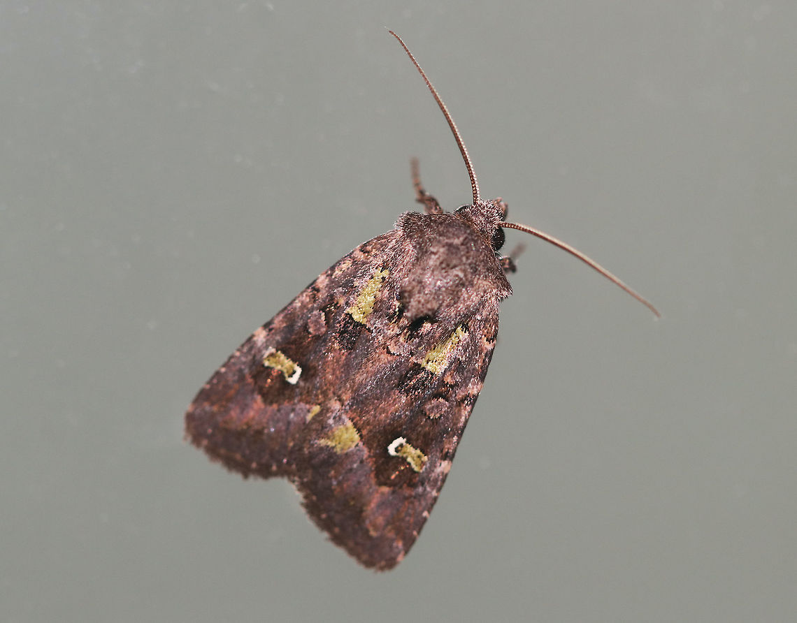 Bristly Cutworm - Lacinipolia renigera Total length: 15 mm. Purplish gray forewings that were mottled pinkish brown along the veins. It had a lime green basal dash and green center of a white-edged reniform spot. Claviform spot is solid black.<br />
<br />
Habitat: Attracted to a light at night in a rural area. Geotagged,Lacinipolia renigera,Summer,United States,bristly cutworm,cutworm,moth
