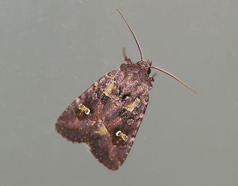 Bristly Cutworm - Lacinipolia renigera Total length: 15 mm. Purplish gray forewings that were mottled pinkish brown along the veins. It had a lime green basal dash and green center of a white-edged reniform spot. Claviform spot is solid black.
Habitat: Attracted to a light at night in a rural area. Geotagged,Lacinipolia renigera,Summer,United States,bristly cutworm,cutworm,moth