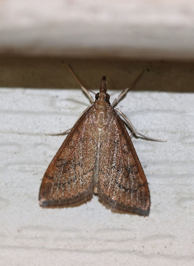 Celery Leaftier - Udea rubigalis Total length: 10 mm. Forewings are reddish brown with dusky lines. Reniform spot is the shape of a figure-eight.<br />
<br />
Habitat: Attracted to a light at night in a rural area. Geotagged,Summer,Udea rubigalis,United States,celery leaftier,pyraustine,udea. moth