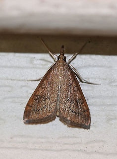 Celery Leaftier - Udea rubigalis Total length: 10 mm. Forewings are reddish brown with dusky lines. Reniform spot is the shape of a figure-eight.

Habitat: Attracted to a light at night in a rural area. Geotagged,Summer,Udea rubigalis,United States,celery leaftier,pyraustine,udea. moth