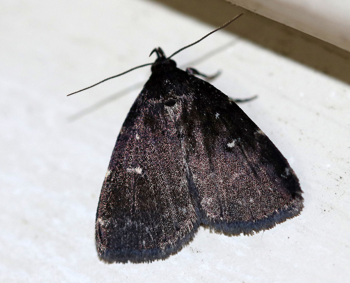 Rotund Idia - Idia rotundalis Total length: 12 mm. Shiny, sooty, blackish brown forewings with obscure, dusky lines. Pale gray orbicular and reniform spots are small and inconspicuous. They feed on coral fungi and dead leaves.<br />
<br />
Habitat: Attracted to a light at night in a rural area. Geotagged,Idia rotundalis,Rotund Idia,Summer,United States,litter moth,moth