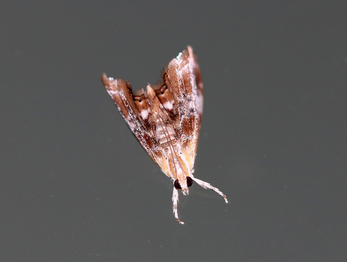 Julia's Dicymolomia Moth - Dicymolomia julianalis Total length: 10 mm. Pale forewings with reddish bands and peppery gray median area. Reniform spot is white.<br />
<br />
Habitat: Attracted to a light at night in a rural area. Dicymolomia julianalis,Geotagged,Julia's Dicymolomia Moth,Summer,United States,moth