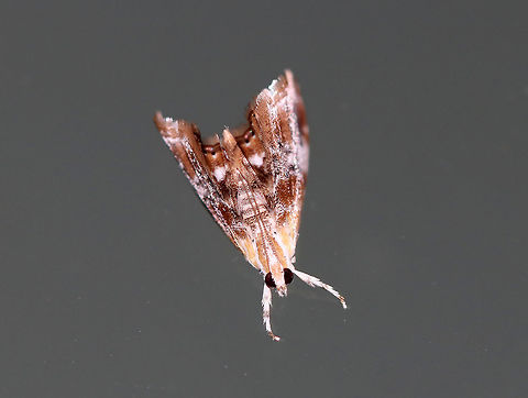 Julia's Dicymolomia Moth - Dicymolomia julianalis Total length: 10 mm. Pale forewings with reddish bands and peppery gray median area. Reniform spot is white.
Habitat: Attracted to a light at night in a rural area. Dicymolomia julianalis,Geotagged,Julia's Dicymolomia Moth,Summer,United States,moth