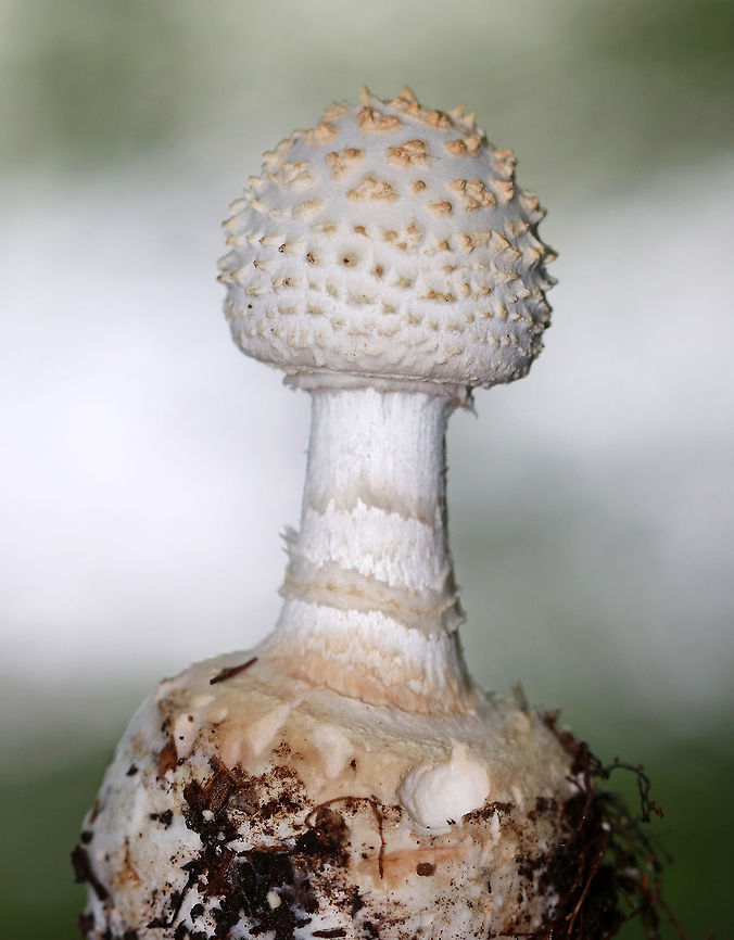 The American Abrupt-Bulbed Lepidella - Amanita abrupta This mushroom was still small - only 5-6 cm tall. It  closely resembles Amanita cokeri, but has some key differences. It was white and had both large and small warts on the cap. Pinkish-brown staining on the bulb and peeling scales right above the bulb. White gills. Shaggy stem and a double ring.<br />
<br />
Habitat: Growing on the ground in a mixed, disturbed forest, along a walking trail.<br />
<br />
  Amanita abrupta,American Abrupt-Bulbed Lepidella,Geotagged,Summer,United States,amanita,fungus