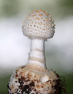 The American Abrupt-Bulbed Lepidella - Amanita abrupta This mushroom was still small - only 5-6 cm tall. It  closely resembles Amanita cokeri, but has some key differences. It was white and had both large and small warts on the cap. Pinkish-brown staining on the bulb and peeling scales right above the bulb. White gills. Shaggy stem and a double ring.

Habitat: Growing on the ground in a mixed, disturbed forest, along a walking trail.

  Amanita abrupta,American Abrupt-Bulbed Lepidella,Geotagged,Summer,United States,amanita,fungus