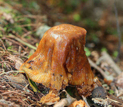 Corrugated Cortinarius - Cortinarius corrugatus This mushroom was not having a good day. I found it with the cap collapsed, slimy, and covered in flies. When I tried to flip it over, it collapsed into a pile of orange-brown mush with flies scattering everywhere like cockroaches. 

Habitat: Growing on the ground in a swampy, mixed forest with pine, oak, and eastern hemlock. Corrugated Cortinarius,Cortinarius corrugatus,Geotagged,Summer,United States,cortinar,fungus,mushroom