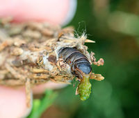Evergreen Bagworm Moth - Thyridopteryx ephemeraeformis I went to check on the evergreen bagworms that I have been photographing this summer, and found the caterpillars to be pretty active today! This one was pooping when I took this shot. I felt a bit bad intruding on a private moment, but not bad enough to stop myself from capturing this moment! And, now we know that arborvitae needles come out the same color that they go in.<br />
<br />
Bagworms are not really worms, but are caterpillars - they are the immature stage of a moth. They're called "bagworms" because they construct bags/cases that are covered with pieces of twigs and/or leaves. <br />
<br />
 In this species, the larvae emerge from the carcass of their mother in her pupal case. These newborn larva emerge from the bottom of the hanging case and drop down on a strand of silk. The wind will then blow them to a nearby plant where they can build their own cases made of silk, fecal material, and plant bits. Adult males transform into moths in about four weeks and immediately seek out females for mating. The females never leave the cocoon, but wait for a male to stick its abdomen through the opening at the end of her case so they can mate. Females do not have eyes, legs, wings, or antennae...and, they can't eat. After her death, her offspring hatch and then pass through her body and leave the case. <br />
 Evergreen bagworm,Geotagged,Summer,Thyridopteryx ephemeraeformis,United States,bagworm,caterpillar,frass,larva