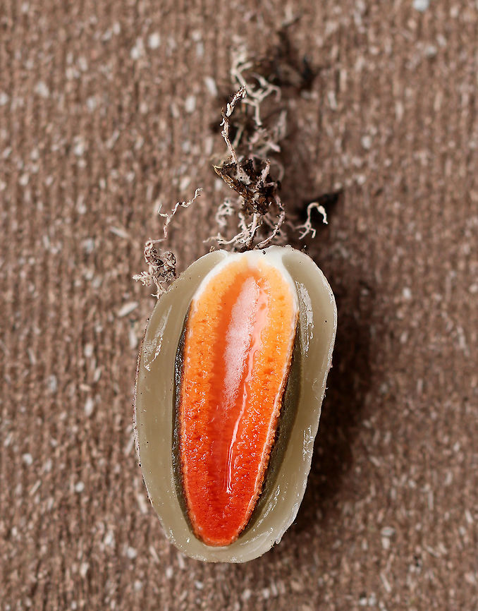 Faeces Carota - Mutinus elegans This is the gleba of Mutinus elegans!  I found several starting to pop up in some mulch, and couldn&#039;t resist cutting one open!<br />
<br />
The gleba is an immature fruiting body which is at least partially submerged in the ground. It looks like a whitish &quot;egg&quot; that is up to 4 cm long.  When sliced open, you can see the stinkhorn-to-be encased in a gelatinous substance.<br />
<figure class="photo"><a href="https://www.jungledragon.com/image/65156/faeces_carota_-_mutinus_elegans.html" title="Faeces Carota - Mutinus elegans"><img src="https://s3.amazonaws.com/media.jungledragon.com/images/3232/65156_thumb.jpg?AWSAccessKeyId=05GMT0V3GWVNE7GGM1R2&Expires=1767225610&Signature=VZh%2FzOB%2BD8GQ3L0I4GJM%2Fs%2B%2B7Zw%3D" width="200" height="170" alt="Faeces Carota - Mutinus elegans This is the gleba of Mutinus elegans! I found several starting to pop up in some mulch, and couldn&#039;t resist cutting one open!<br />
<br />
 The gleba is an immature fruiting body which is at least partially submerged in the ground. It looks like a whitish &quot;egg&quot; that is up to 4 cm long. When sliced open, you can see the stinkhorn-to-be encased in a gelatinous substance.<br />
https://www.jungledragon.com/image/65155/faeces_carota_-_mutinus_elegans.html<br />
https://www.jungledragon.com/image/65157/faeces_carota_-_mutinus_elegans.html Devil&#039;s Dipstick,Geotagged,Mutinus elegans,Summer,United States,fungus,gleba,mushroom,stinkhorn" /></a></figure><br />
<figure class="photo"><a href="https://www.jungledragon.com/image/65157/faeces_carota_-_mutinus_elegans.html" title="Faeces Carota - Mutinus elegans"><img src="https://s3.amazonaws.com/media.jungledragon.com/images/3232/65157_thumb.jpg?AWSAccessKeyId=05GMT0V3GWVNE7GGM1R2&Expires=1767225610&Signature=ASflxSbJWIX2UlsAYHXH1VUUqa0%3D" width="200" height="168" alt="Faeces Carota - Mutinus elegans This is the gleba of Mutinus elegans! I found several starting to pop up in some mulch, and couldn&#039;t resist cutting one open!<br />
<br />
 The gleba is an immature fruiting body which is at least partially submerged in the ground. It looks like a whitish &quot;egg&quot; that is up to 4 cm long. When sliced open, you can see the stinkhorn-to-be encased in a gelatinous substance.<br />
https://www.jungledragon.com/image/65155/faeces_carota_-_mutinus_elegans.html<br />
https://www.jungledragon.com/image/65156/faeces_carota_-_mutinus_elegans.html<br />
 Devil&#039;s Dipstick,Geotagged,Mutinus elegans,Summer,United States,fungus,gleba,mushroom,mutinus,stinkhorn" /></a></figure> Devil's Dipstick,Geotagged,Mutinus elegans,Summer,United States,devil's dipstick,dog stinkhorn,elegant stinkhorn,faeces carota,headless stinkhorn