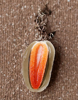 Faeces Carota - Mutinus elegans This is the gleba of Mutinus elegans!  I found several starting to pop up in some mulch, and couldn't resist cutting one open!

The gleba is an immature fruiting body which is at least partially submerged in the ground. It looks like a whitish "egg" that is up to 4 cm long.  When sliced open, you can see the stinkhorn-to-be encased in a gelatinous substance.
https://www.jungledragon.com/image/65156/faeces_carota_-_mutinus_elegans.html
https://www.jungledragon.com/image/65157/faeces_carota_-_mutinus_elegans.html Devil's Dipstick,Geotagged,Mutinus elegans,Summer,United States,devil's dipstick,dog stinkhorn,elegant stinkhorn,faeces carota,headless stinkhorn