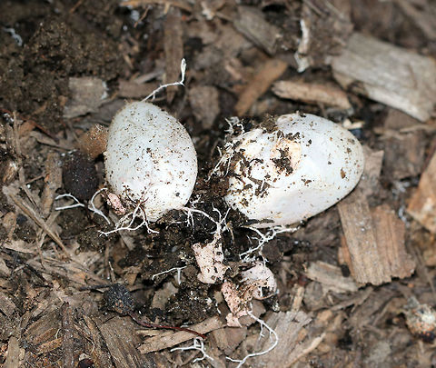 Faeces Carota - Mutinus elegans This is the gleba of Mutinus elegans! I found several starting to pop up in some mulch, and couldn't resist cutting one open!

 The gleba is an immature fruiting body which is at least partially submerged in the ground. It looks like a whitish "egg" that is up to 4 cm long. When sliced open, you can see the stinkhorn-to-be encased in a gelatinous substance.
https://www.jungledragon.com/image/65155/faeces_carota_-_mutinus_elegans.html
https://www.jungledragon.com/image/65157/faeces_carota_-_mutinus_elegans.html Devil's Dipstick,Geotagged,Mutinus elegans,Summer,United States,fungus,gleba,mushroom,stinkhorn