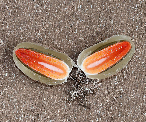 Faeces Carota - Mutinus elegans This is the gleba of Mutinus elegans! I found several starting to pop up in some mulch, and couldn't resist cutting one open!

 The gleba is an immature fruiting body which is at least partially submerged in the ground. It looks like a whitish "egg" that is up to 4 cm long. When sliced open, you can see the stinkhorn-to-be encased in a gelatinous substance.
https://www.jungledragon.com/image/65155/faeces_carota_-_mutinus_elegans.html
https://www.jungledragon.com/image/65156/faeces_carota_-_mutinus_elegans.html
 Devil's Dipstick,Geotagged,Mutinus elegans,Summer,United States,fungus,gleba,mushroom,mutinus,stinkhorn