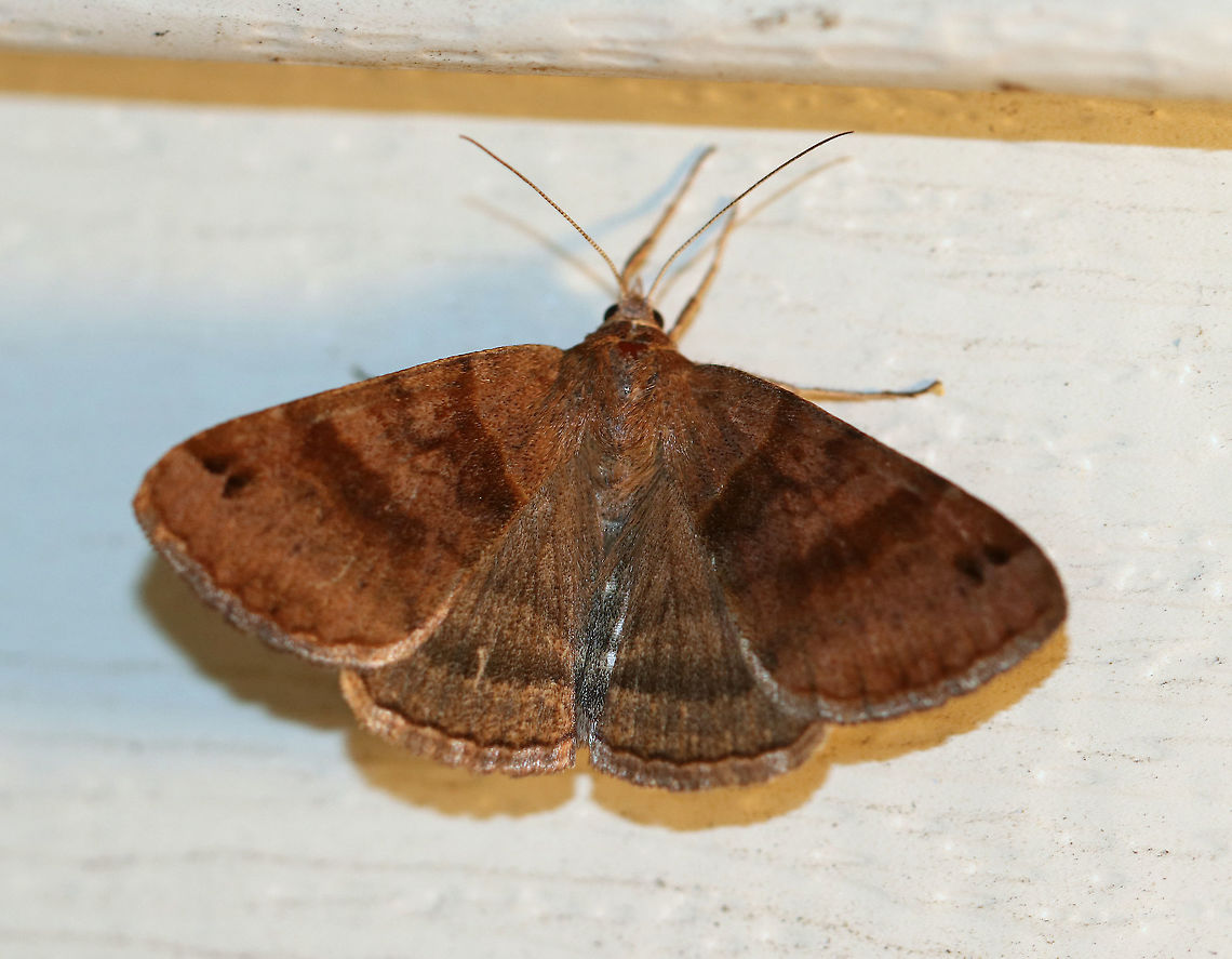 Clover Looper  - Caenurgina crassiuscula Total length: ~20 mm. forewings are variably brown with AM and PM lines that converge at the inner margin when the wings are closed.<br />
<br />
Habitat: Attracted to a light at night in a rural area. Caenurgina,Caenurgina crassiucula,Caenurgina crassiuscula,Geotagged,Summer,United States,clover looper,looper,moth