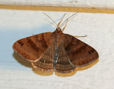 Clover Looper  - Caenurgina crassiuscula Total length: ~20 mm. forewings are variably brown with AM and PM lines that converge at the inner margin when the wings are closed.
Habitat: Attracted to a light at night in a rural area. Caenurgina,Caenurgina crassiucula,Caenurgina crassiuscula,Geotagged,Summer,United States,clover looper,looper,moth