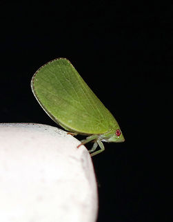 Green Cone-headed Planthopper - Acanalonia conica Green planthopper with a pointed head and lacking stripes along the inner edge of the forewings. 

Habitat: Attracted to a light at night in a rural area. Acanalonia conica,Geotagged,Green cone-headed planthopper,Summer,United States,hopper,planthopper