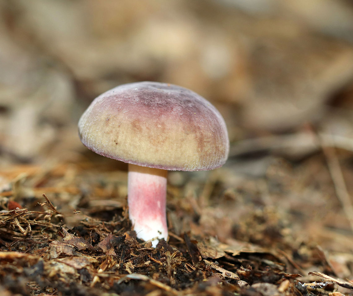 Mushroom - Russula sp. Its cap was pinkish purple in the middle and yellowish green around the edges. The margin looked striate. Also, the cap was very soft and had a whitish bloom. The gills were cream-colored, and the stipe was cream/white with a pink section in the middle. <br />
<br />
Habitat: It was growing in a swampy, mixed forest near the edge of a hiking trail. There were lots of oak and eastern hemlock trees growing nearby. Geotagged,Summer,United States,fungus,mushroom,russula