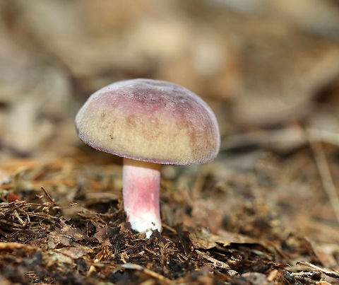Mushroom - Russula sp. Its cap was pinkish purple in the middle and yellowish green around the edges. The margin looked striate. Also, the cap was very soft and had a whitish bloom. The gills were cream-colored, and the stipe was cream/white with a pink section in the middle. 

Habitat: It was growing in a swampy, mixed forest near the edge of a hiking trail. There were lots of oak and eastern hemlock trees growing nearby. Geotagged,Summer,United States,fungus,mushroom,russula