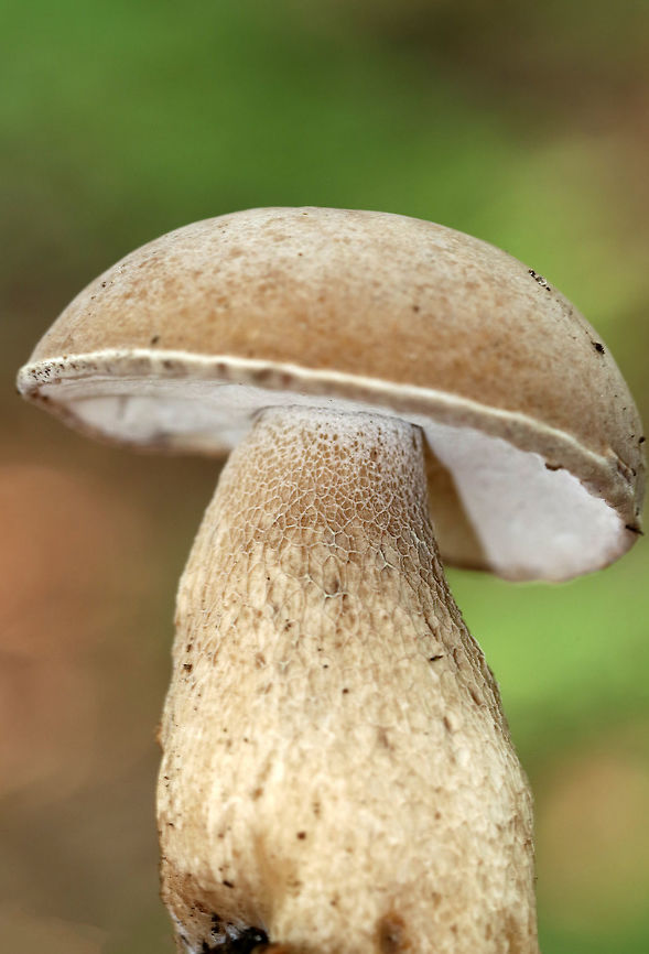 Boletus section Boletus Bolete with a dry, tan cap, tight white pores, and a reticulated stipe with an enlarged base. I have not been able to identify it to species yet, but am seeking help.<br />
<br />
Habitat: It was growing on the ground in a swampy, mixed forest with mostly oak, pine, and eastern hemlock. Boletus variipes,Geotagged,Summer,United States,bolete,boletus,fungus,mushroom