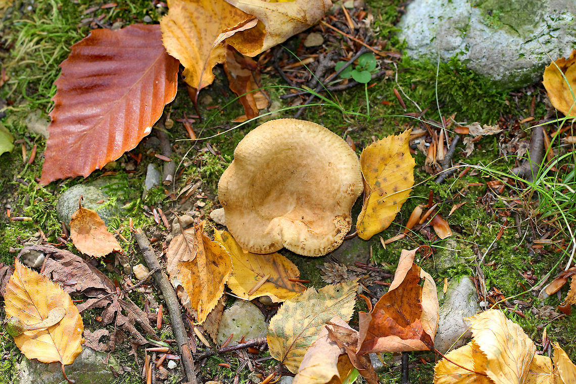 Roll Rim Mushroom - Paxillus involutus Brown, strongly inrolled cap with a central depression. Decurrent gills that bruise brown. Short stipe that also bruised brown.<br />
<br />
Habitat: Growing on the ground in a mixed forest.<br />
<figure class="photo"><a href="https://www.jungledragon.com/image/71682/roll_rim_mushroom_-_paxillus_involutus.html" title="Roll Rim Mushroom - Paxillus involutus"><img src="https://s3.amazonaws.com/media.jungledragon.com/images/3232/71682_thumb.jpg?AWSAccessKeyId=05GMT0V3GWVNE7GGM1R2&Expires=1759968010&Signature=NrLC4k6fywJMfNc8hpIsMLZqIac%3D" width="200" height="162" alt="Roll Rim Mushroom - Paxillus involutus Brown, strongly inrolled cap with a central depression. Decurrent gills that bruise brown. Short stipe that also bruised brown.<br />
<br />
Habitat: Growing on the ground in a mixed forest.<br />
https://www.jungledragon.com/image/71683/roll_rim_mushroom_-_paxillus_involutus.html<br />
https://www.jungledragon.com/image/65220/roll_rim_mushroom_-_paxillus_involutus.html Geotagged,Paxillus involutus,Poison Pax,Summer,United States" /></a></figure><br />
<figure class="photo"><a href="https://www.jungledragon.com/image/71683/roll_rim_mushroom_-_paxillus_involutus.html" title="Roll Rim Mushroom - Paxillus involutus"><img src="https://s3.amazonaws.com/media.jungledragon.com/images/3232/71683_thumb.jpg?AWSAccessKeyId=05GMT0V3GWVNE7GGM1R2&Expires=1759968010&Signature=75GVUtzvcpiTcK9ZaAsAWyEhwQg%3D" width="200" height="156" alt="Roll Rim Mushroom - Paxillus involutus Brown, strongly inrolled cap with a central depression. Decurrent gills that bruise brown. Short stipe that also bruised brown.<br />
<br />
Habitat: Growing on the ground in a mixed forest.<br />
https://www.jungledragon.com/image/71682/roll_rim_mushroom_-_paxillus_involutus.html<br />
https://www.jungledragon.com/image/65220/roll_rim_mushroom_-_paxillus_involutus.html Geotagged,Paxillus involutus,Poison Pax,Summer,United States" /></a></figure> Brown roll-rim,Geotagged,Paxillus involutus,Summer,United States,fungus,mushroom,paxillus,roll rim