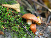 Dotted-Stalk Suillus - Suillus granulatus Sticky, cinnamon-colored cap with whitish pores.  The stem was white with  tiny, brownish glandular dots on the upper half and no ring.<br />
<br />
Habitat: Mixed forest<br />
https://www.jungledragon.com/image/65222/dotted-stalk_suillus_-_suillus_granulatus.html Dotted-Stalk Suillus,Geotagged,Suillus granulatus,Suilus granulatus,Summer,United States,fungus,mushroom,suillus