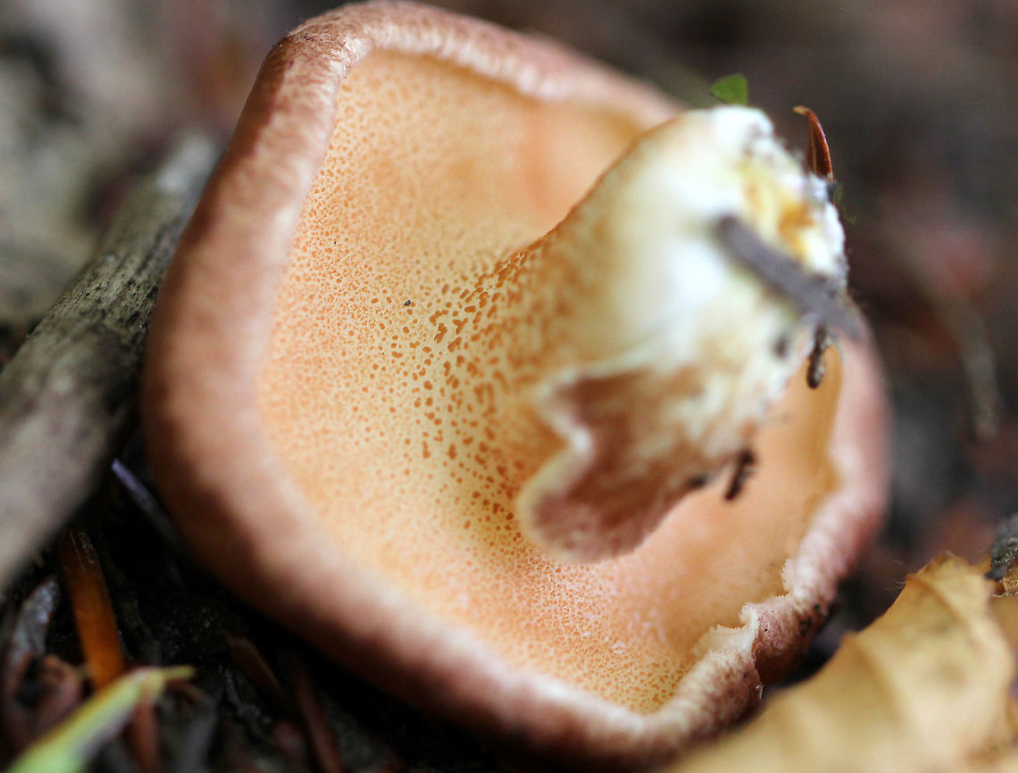 Dotted-Stalk Suillus - Suillus granulatus Sticky, cinnamon-colored cap with whitish pores. The stem was white with tiny, brownish glandular dots on the upper half and no ring.<br />
<br />
 Habitat: Mixed forest <br />
<figure class="photo"><a href="https://www.jungledragon.com/image/65221/dotted-stalk_suillus_-_suillus_granulatus.html" title="Dotted-Stalk Suillus - Suillus granulatus"><img src="https://s3.amazonaws.com/media.jungledragon.com/images/3232/65221_thumb.jpg?AWSAccessKeyId=05GMT0V3GWVNE7GGM1R2&Expires=1759968010&Signature=MAWFAolRpXiL47f38jHBvFWQVUk%3D" width="200" height="150" alt="Dotted-Stalk Suillus - Suillus granulatus Sticky, cinnamon-colored cap with whitish pores.  The stem was white with  tiny, brownish glandular dots on the upper half and no ring.<br />
<br />
Habitat: Mixed forest<br />
https://www.jungledragon.com/image/65222/dotted-stalk_suillus_-_suillus_granulatus.html Dotted-Stalk Suillus,Geotagged,Suillus granulatus,Suilus granulatus,Summer,United States,fungus,mushroom,suillus" /></a></figure><br />
 Dotted-Stalk Suillus,Geotagged,Suillus granulatus,Suilus granulatus,Summer,United States,fungus,mushroom,suillus