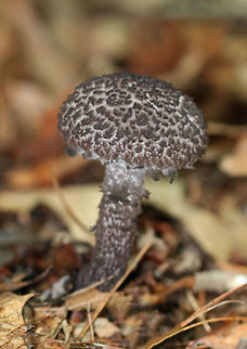 Old Man of the Woods - Strobilomyces strobilaceus Cap had large, brownish black, flat, wooly scales on a grayish base. The pore surface was grayish white and bruised brown. The stipe was similar to the cap in texture and color. 

 Habitat: Growing on the ground in a mixed forest with lots of pine, oak, and eastern hemlock.

 **This genus is undergoing revision in North America, thus all species level IDs are tentative. 
https://www.jungledragon.com/image/65238/old_man_of_the_woods_-_strobilomyces_strobilaceus.html Geotagged,Strobilomyces,Strobilomyces strobilaceus,Summer,United States,fungus,mushroom,old man of the woods