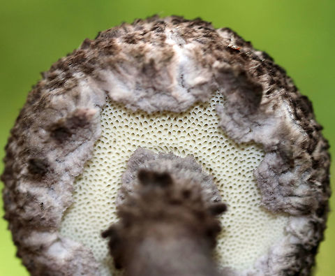 Old Man of the Woods - Strobilomyces strobilaceus Cap had large, brownish black, flat, wooly scales on a grayish base. The pore surface was grayish white and bruised brown. The stipe was similar to the cap in texture and color. 

 Habitat: Growing on the ground in a mixed forest with lots of pine, oak, and eastern hemlock.

 **This genus is undergoing revision in North America, thus all species level IDs are tentative. 
https://www.jungledragon.com/image/65237/old_man_of_the_woods_-_strobilomyces_strobilaceus.html
 Geotagged,Old Man of the Woods,Strobilomyces,Strobilomyces strobilaceus,Summer,United States,fungus,mushroom