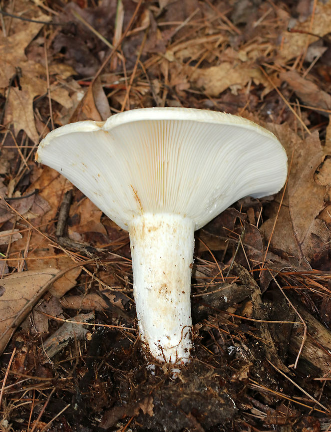Deceptive Milky - Lactifluus deceptivus Cap sizes ranged from 8-18 cm wide! They were white with depressed, vase-shaped caps. The caps had some brown discoloration/patches. The margins were inrolled. Gills were attached, close/crowded, white, and had frequent short gills. The stem was white with brown discoloration. The milk was white.<br />
<br />
Habitat: Growing singly or in clusters on the ground in a mixed forest with mostly oak, pine, and eastern hemlock.<br />
<figure class="photo"><a href="https://www.jungledragon.com/image/65243/deceptive_milky_-_lactifluus_deceptivus.html" title="Deceptive Milky - Lactifluus deceptivus"><img src="https://s3.amazonaws.com/media.jungledragon.com/images/3232/65243_thumb.jpg?AWSAccessKeyId=05GMT0V3GWVNE7GGM1R2&Expires=1763596810&Signature=VYeyR2K43rJ4SXe7p%2BJDQoLptL0%3D" width="200" height="160" alt="Deceptive Milky - Lactifluus deceptivus Cap sizes ranged from 8-18 cm wide! They were white with depressed, vase-shaped caps. The caps had some brown discoloration/patches. The margins were inrolled. Gills were attached, close/crowded, white, and had frequent short gills. The stem was white with brown discoloration. The milk was white.<br />
<br />
Habitat: Growing singly or in clusters on the ground in a mixed forest with mostly oak, pine, and eastern hemlock. <br />
https://www.jungledragon.com/image/65244/deceptive_milky_-_lactifluus_deceptivus.html<br />
https://www.jungledragon.com/image/65242/deceptive_milky_-_lactifluus_deceptivus.html<br />
Deceptive Milky,Geotagged,Lactifluus deceptivus,Summer,United States,fungus,lactarius deceptivus,milky cap,mushroom" /></a></figure><br />
<figure class="photo"><a href="https://www.jungledragon.com/image/65244/deceptive_milky_-_lactifluus_deceptivus.html" title="Deceptive Milky - Lactifluus deceptivus"><img src="https://s3.amazonaws.com/media.jungledragon.com/images/3232/65244_thumb.jpg?AWSAccessKeyId=05GMT0V3GWVNE7GGM1R2&Expires=1763596810&Signature=Ab8Aj7UnPFpPxiny3J3AzaGyrFU%3D" width="200" height="134" alt="Deceptive Milky - Lactifluus deceptivus Cap sizes ranged from 8-18 cm wide! They were white with depressed, vase-shaped caps. The caps had some brown discoloration/patches. The margins were inrolled. Gills were attached, close/crowded, white, and had frequent short gills. The stem was white with brown discoloration. The milk was white.<br />
<br />
Habitat: Growing singly or in clusters on the ground in a mixed forest with mostly oak, pine, and eastern hemlock.<br />
https://www.jungledragon.com/image/65242/deceptive_milky_-_lactifluus_deceptivus.html<br />
https://www.jungledragon.com/image/65243/deceptive_milky_-_lactifluus_deceptivus.html <br />
Deceptive Milky,Geotagged,Lactifluus deceptivus,Summer,United States,fungus,lactarius deceptivus,milky cap,mushroom" /></a></figure> Geotagged,Lactifluus deceptivus,Summer,United States,deceptive milky,lactarius deceptivus,milky cap,mushroom